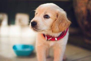 golden labrador puppy